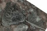 Silurian Fossil Crinoid (Scyphocrinites) Plate - Morocco #223284-2